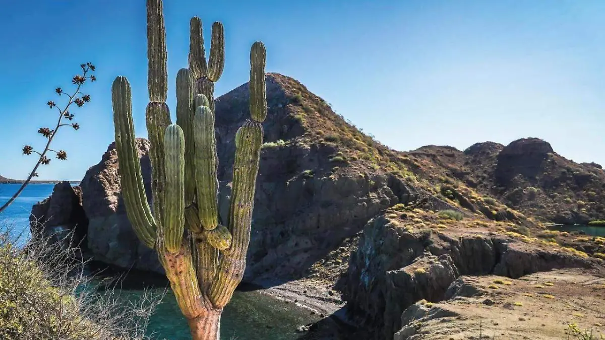 Playa catus paisaje BCS